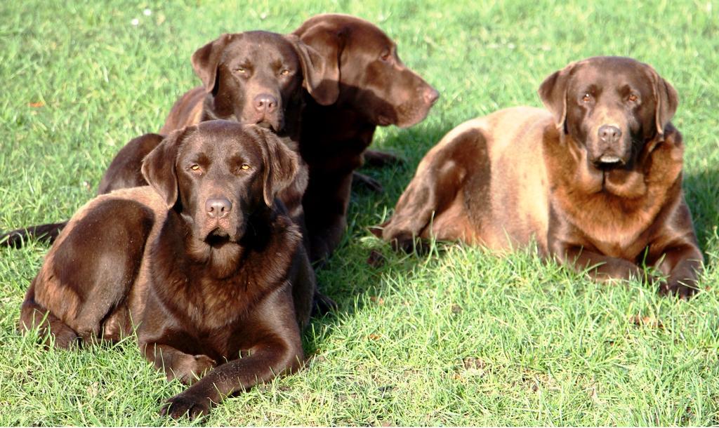 Gite Labradors De Bailly - Giverny Saint-Pierre-la-Garenne Εξωτερικό φωτογραφία